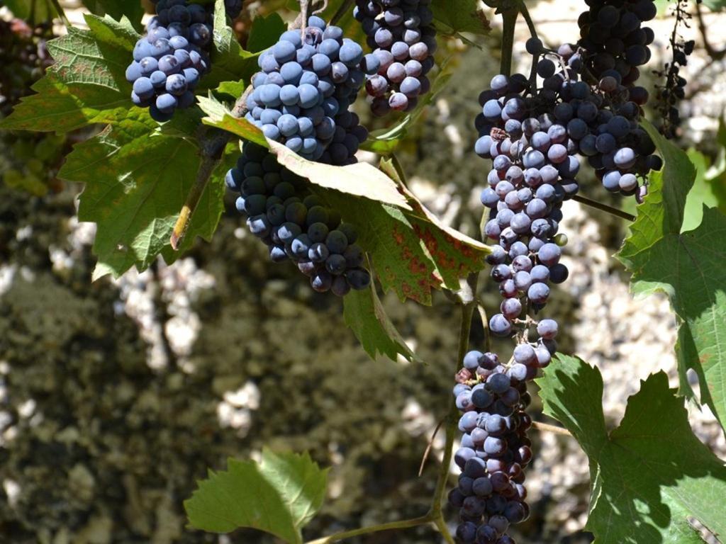 La Deviniere Hotel Donzère Szoba fotó